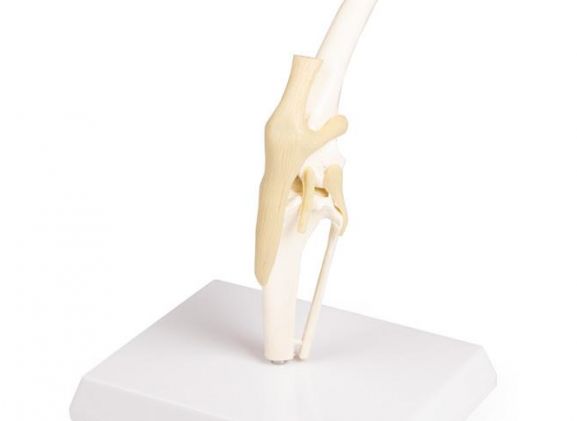 https://jayakelana.jayakelana.id/uploads/product/-vet1050-canine-knee-9768551ee887519_cover.jpeg