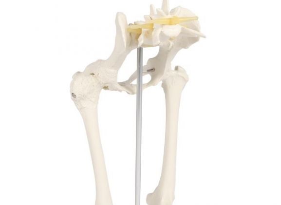 https://jayakelana.jayakelana.id/uploads/product/-vet1060-canine-hip-120626c8dfbf12c_cover.jpg