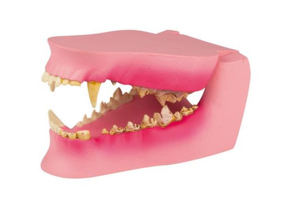 https://jayakelana.jayakelana.id/uploads/product/-vet1194-canine-jaw-healthy-diseased-2576665682ec3f9_cover.jpeg