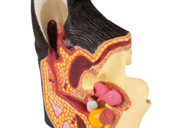 https://jayakelana.jayakelana.id/uploads/product/-vet1210-canine-ear-healthy-diseased-45213164a401280_cover.jpg