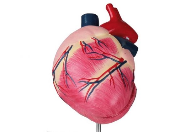 https://jayakelana.jayakelana.id/uploads/product/-vet1250-canine-heart-life-183124181f9fb5f_cover.jpeg