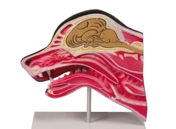 https://jayakelana.jayakelana.id/uploads/product/-vet1300-median-section-of-812807d1e15f661_cover.jpg