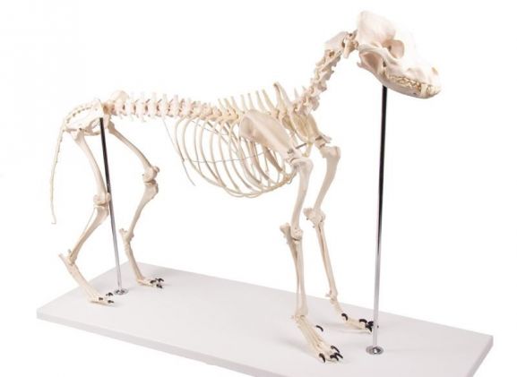 https://jayakelana.jayakelana.id/uploads/product/-vet1700-dog-skeleton-olaf--98585bf4758d6bc_cover.jpg