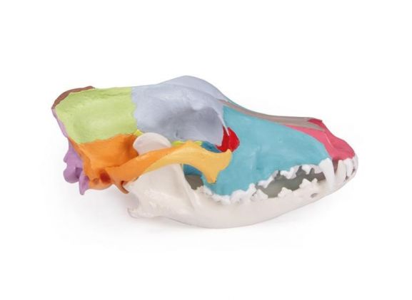 https://jayakelana.jayakelana.id/uploads/product/-vet1708-dog-skull-with-403613d7cbd1232_cover.jpg