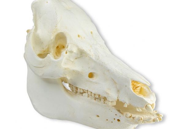 https://jayakelana.jayakelana.id/uploads/product/-vet2035-skull-domestic-pig-51963d098fd3316_cover.jpeg