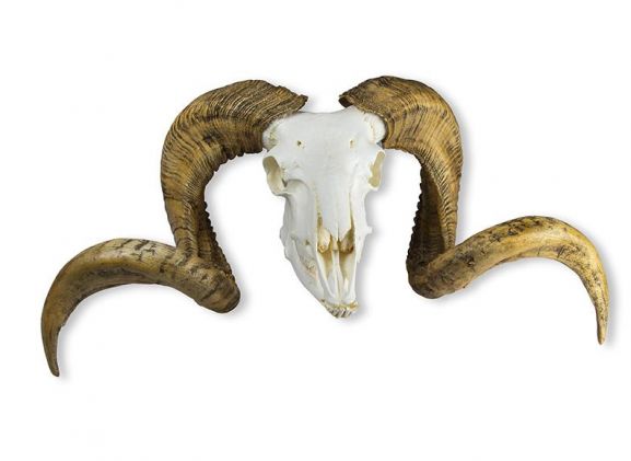 https://jayakelana.jayakelana.id/uploads/product/-vet2040-skull-and-horn-64843a845dabbd2_cover.jpeg