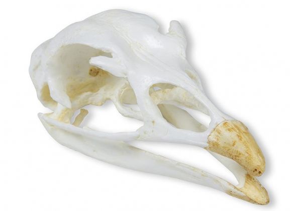 https://jayakelana.jayakelana.id/uploads/product/-vet2070-skull-turkey-meleagris-97679bb0aa0436d_cover.jpeg