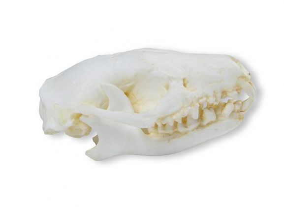 https://jayakelana.jayakelana.id/uploads/product/-vet2075-skull-hedgehog-erinaceus-17973d887ce6c2f_cover.jpeg