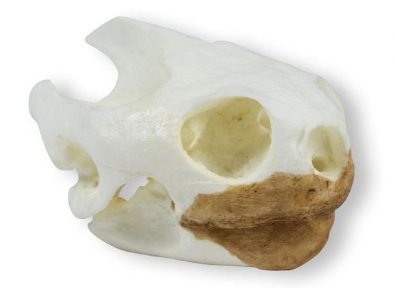 https://jayakelana.jayakelana.id/uploads/product/-vet2080-skull-turtoise-testudo-81024a64d1741bc_cover.jpeg