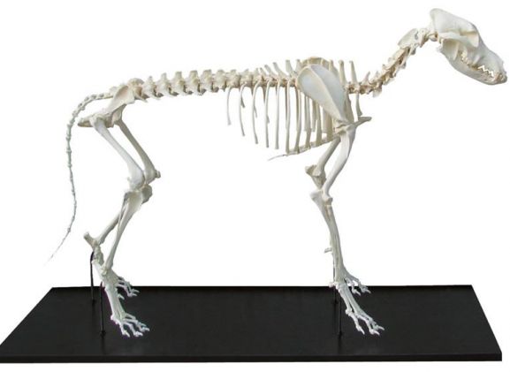 https://jayakelana.jayakelana.id/uploads/product/-vet3050-dog-skeleton-assembled--15054605247a09c_cover.jpeg