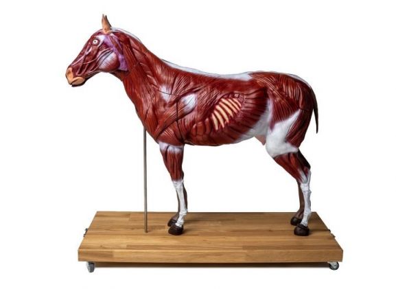 https://jayakelana.jayakelana.id/uploads/product/-vet3330-horse-mare-model--44408824500bb33_cover.jpg