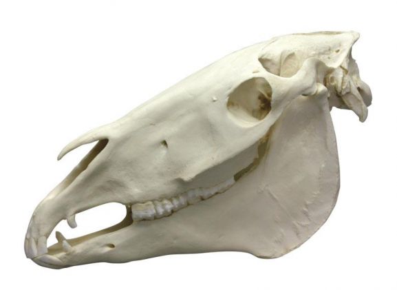 https://jayakelana.jayakelana.id/uploads/product/-vet4350-horse-skull-903292946768bcb_cover.jpeg
