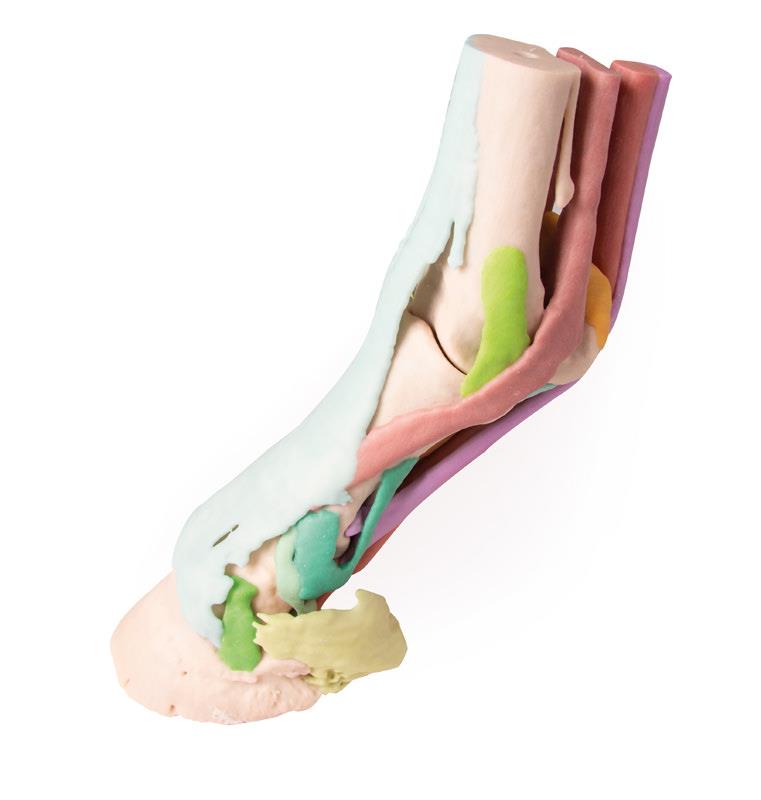 (VET4400) Foot of a Horse as Model - Model 1