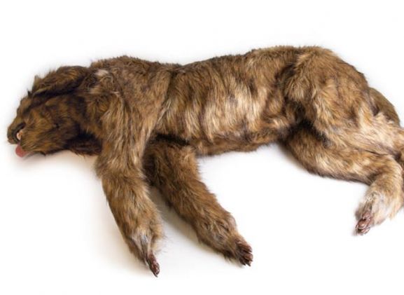 https://jayakelana.jayakelana.id/uploads/product/-vet4630-rocky-canine-positioning-83950b0e6696519_cover.jpeg