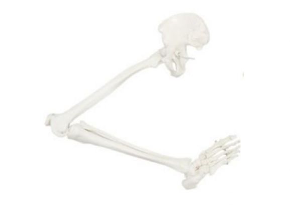 https://jayakelana.jayakelana.id/uploads/product/a-105181-axis-scientific-leg-812462ecb2af4f8_cover.png