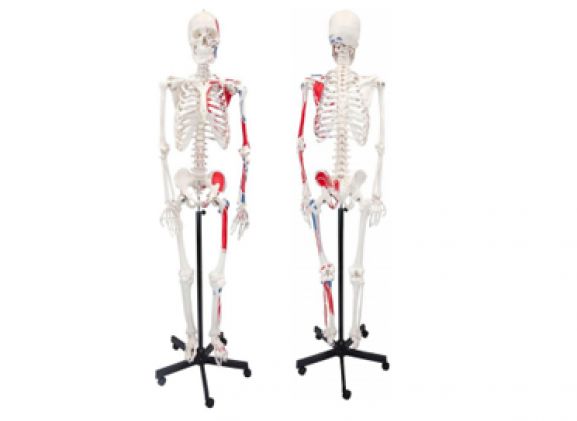 https://jayakelana.jayakelana.id/uploads/product/axis-scientific-paintedhuman-skeleton-211785d9da695be_cover.png
