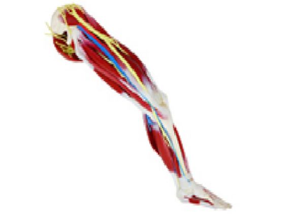 https://jayakelana.jayakelana.id/uploads/product/kaki-silikon-kiri-102485--89333b26a0ce688_cover.png
