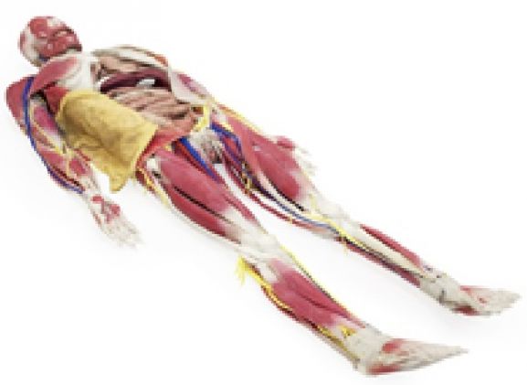 https://jayakelana.jayakelana.id/uploads/product/model-anatomi-syndaver-perempuan-3631209e6842f55_cover.jpg