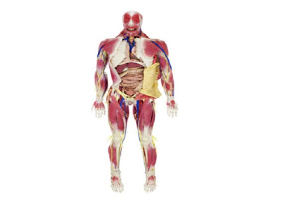 https://jayakelana.jayakelana.id/uploads/product/model-anatomi-syndaver-pria-53691288d0e7242_cover.png