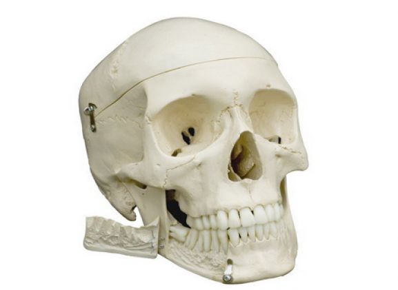 https://jayakelana.jayakelana.id/uploads/product/model-anatomi-tengkorak-284170dd56d3abc_cover.png