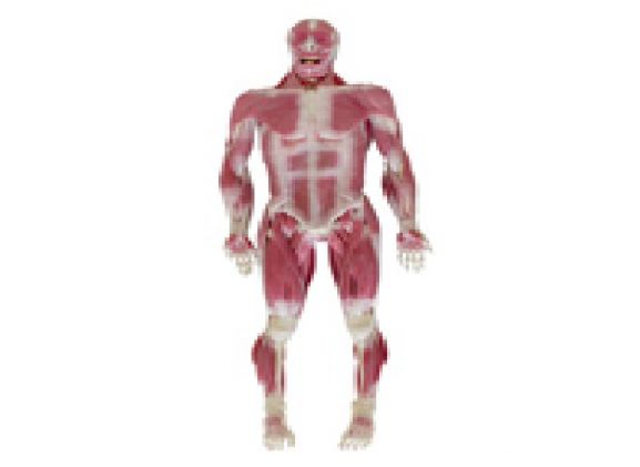 https://jayakelana.jayakelana.id/uploads/product/model-musculoskeletal-syndaver-pria-67587f8e5b76cf9_cover.png