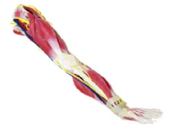 https://jayakelana.jayakelana.id/uploads/product/syntissue-kaki-kanan-102450--51708067d959daa_cover.jpg